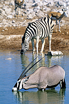 纳米比亚,埃托沙国家公园,长角羚羊,斑马,喝