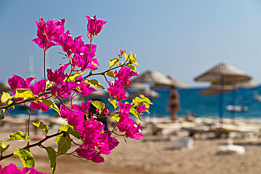 叶子花属,海滩,海岸,爱琴海,地中海,土耳其,小亚细亚