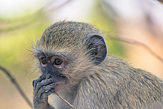 博茨瓦纳,乔贝国家公园,长尾黑颚猴,看,思考