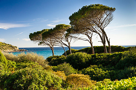石头,松树,意大利伞松,海岸,萨丁尼亚,意大利,欧洲