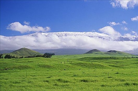 夏威夷,夏威夷大岛,威美亚,积雪,莫纳克亚,茂密,群山,仰视