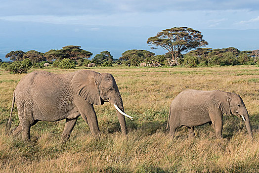 非洲象,大象,母牛,小动物,安伯塞利国家公园,肯尼亚,非洲