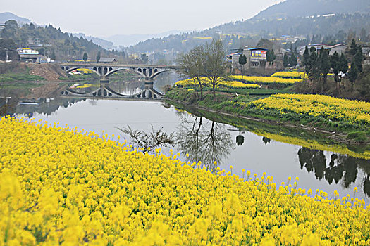 油菜花田