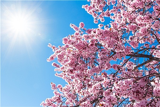 树,粉花,蓝天