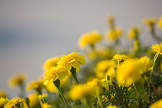 北京城市花地