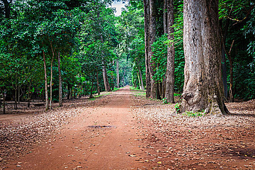 土路,密集,雨林,柬埔寨
