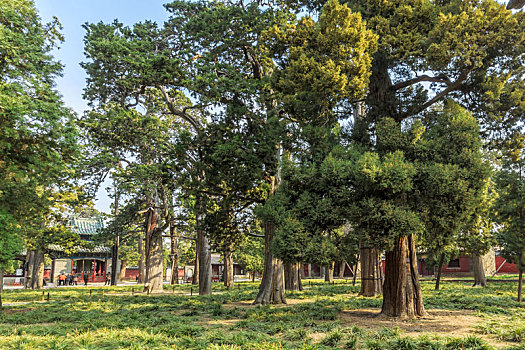 山东省邹城市孟庙里的古侧柏树