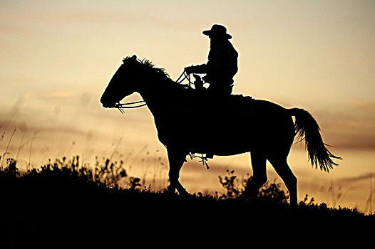 牛仔,骑,上方,草原,日落时的半身侧面影,萨斯喀彻温,加拿大,北美