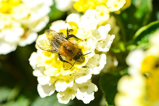 大黄蜂,花