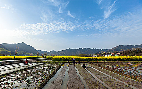 陕西汉中油菜花等