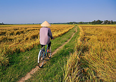 工作,骑,稻米,地点,会安,越南,东南亚