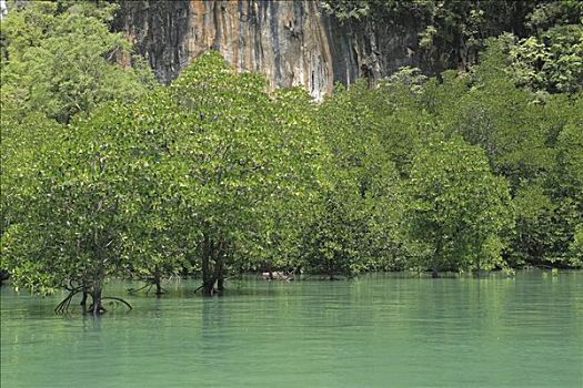 红树,靠近,岛屿,攀牙,泰国