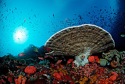 彩色,珊瑚礁,桌子,珊瑚,科莫多,印度洋,印度尼西亚,东南亚,亚洲