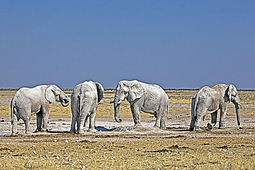 非洲,西南,纳米比亚,国家公园,大象,泥,沐浴