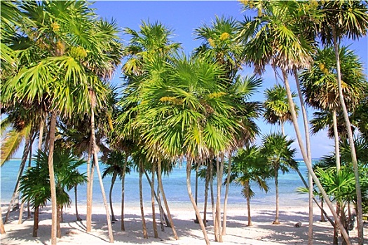 棕榈树,加勒比,热带沙滩