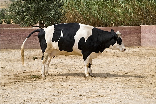 黑白,母牛