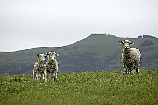 三个,绵羊,站立,草