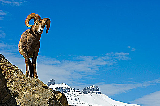 大角羊,紧张,悬崖,碧玉国家公园,艾伯塔省,加拿大