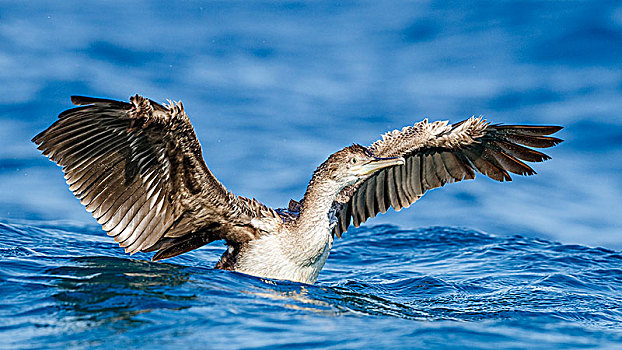 普通,粗毛,翼,水中,雏鸟,岛屿,克尔克岛,克罗地亚,欧洲