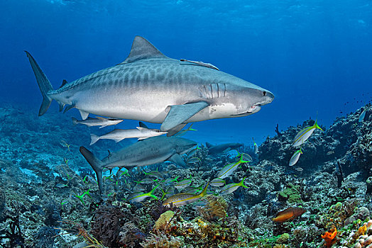 虎鲨,鼬鲨,修长,上方,珊瑚礁,巴哈马,中美洲