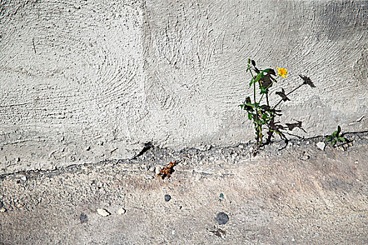 花,室外,水泥