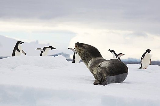 阿德利企鹅,海豹,南极