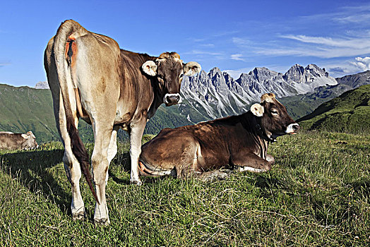 奥地利,提洛尔,阿尔卑斯山,母牛