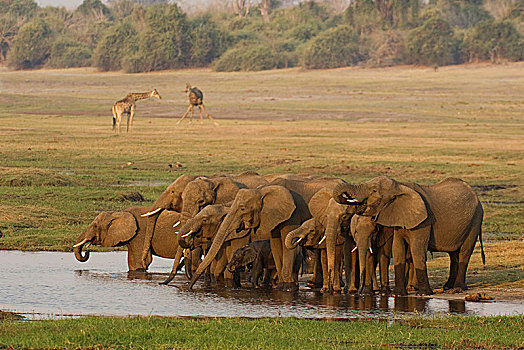 非洲象,饲养,牧群,喝,晚上,水池,两个,南方,长颈鹿,背景,乔贝国家公园,博茨瓦纳,非洲