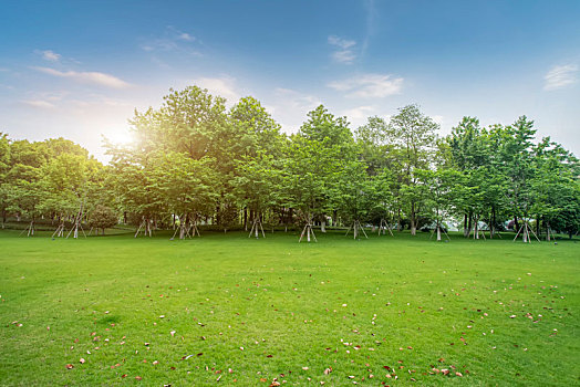 阳光草地绿树林