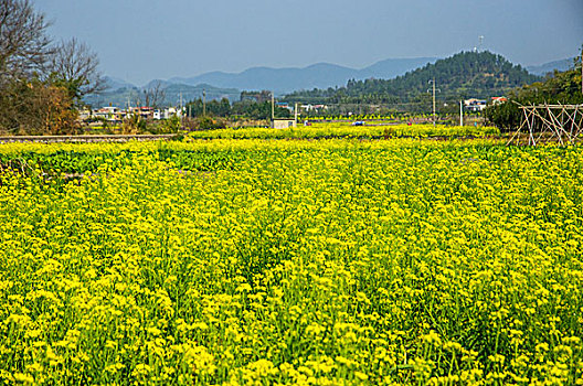 油菜花