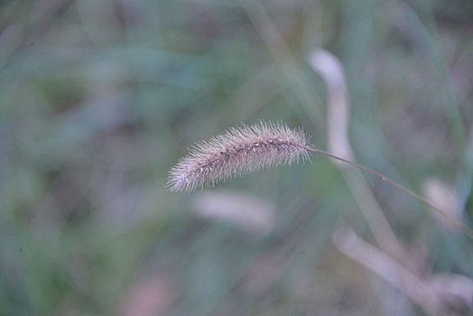 一树茸毛