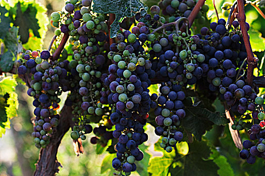 酿酒葡萄,葡萄园,卡萨布兰卡,瓦尔帕莱索,区域,智利