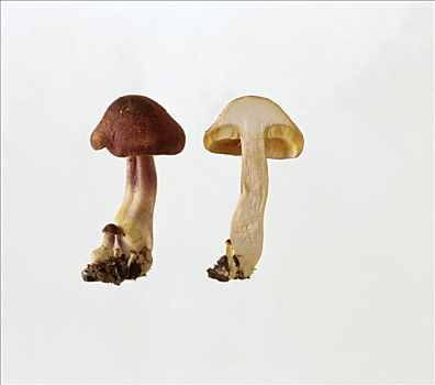 两个,李子,蘑菇