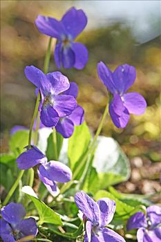 堇菜属,香堇菜