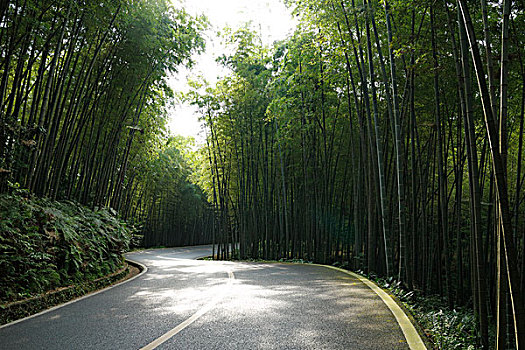 汽车素材,漂亮的竹林中的沥青路面