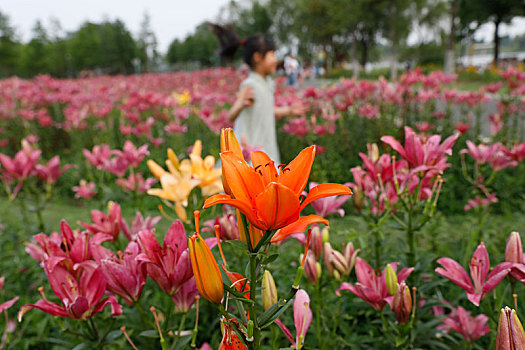 百合花开