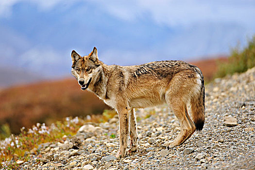 狼,看,食物,道路,德纳里峰国家公园,阿拉斯加