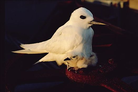 白燕鸥,孵卵,蛋,夏威夷