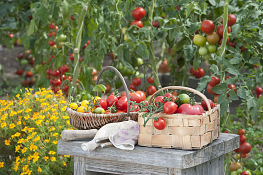 篮子,新鲜,西红柿,木质,凳子