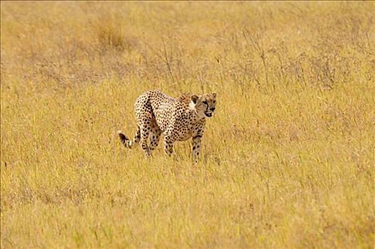 雄性,印度豹,猎豹,恩格罗恩格罗,保护区,坦桑尼亚,非洲
