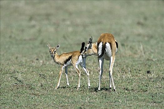汤氏瞪羚,母鹿,尿,食肉动物,皮卡,气味,马赛马拉国家保护区,肯尼亚