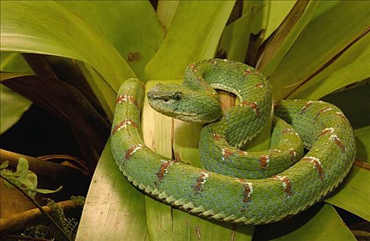 扁斑奎蛇,蝰蛇,有毒,树栖,厄瓜多尔