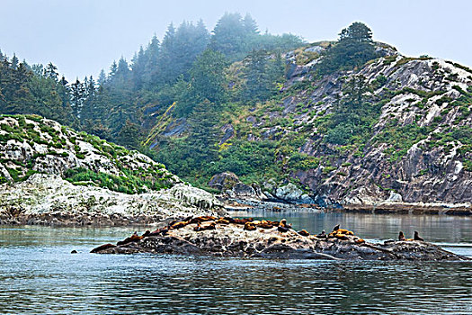 海狮,休息,石头,南,大理石,岛屿,冰河湾国家公园,保存,东南阿拉斯加,夏天