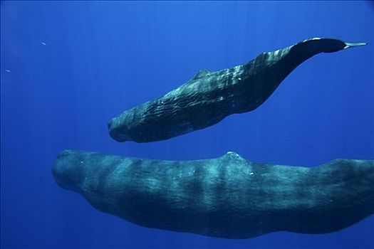 抹香鲸,一对,游泳,一起,岛屿,日本