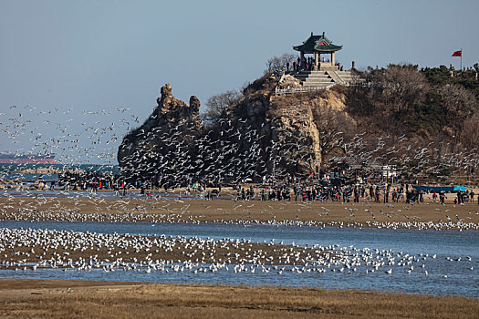 海鸥,候鸟,集中,大量,密集,成群结队,庞大,迁徙,北戴河,湿地,栖息,密密麻麻,保护,沙滩,海滩,背景,轮廓,线条