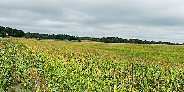 玉米田,魁北克,加拿大