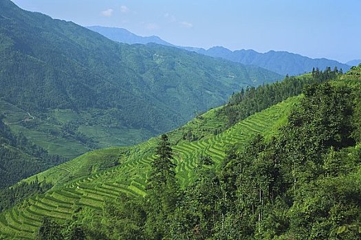 长,稻米梯田,乡村,龙胜,中国