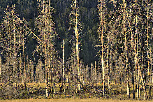 树,毁坏,森林火灾,碧玉国家公园,艾伯塔省,加拿大
