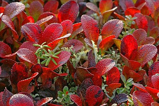 植被,苔原,改变,彩色,鲜明,红色,德纳里峰,国家公园,阿拉斯加,美国