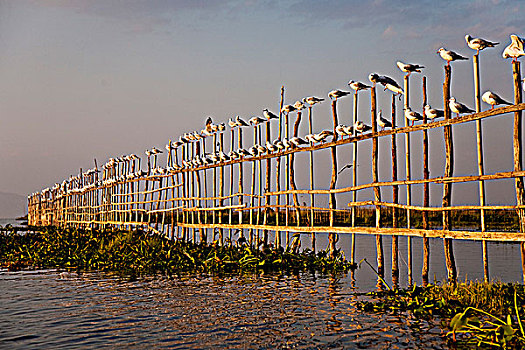 缅甸,茵莱湖,海鸥,坐,栅栏,享受,温暖,晚间,光线,太阳